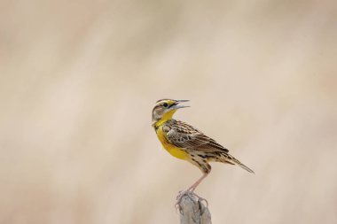 Güzel Doğu merkezi Panama bir mera alanında bir çit sonrası tünemiş Meadowlark erkek