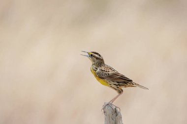 Güzel Doğu merkezi Panama bir mera alanında bir çit sonrası tünemiş Meadowlark erkek