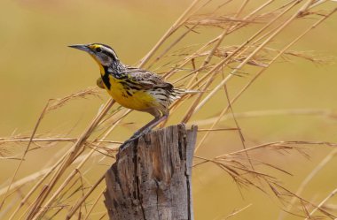 Beautiful Eastern Meadowlark male perched on a fence post in a pasture field in Central Panama clipart