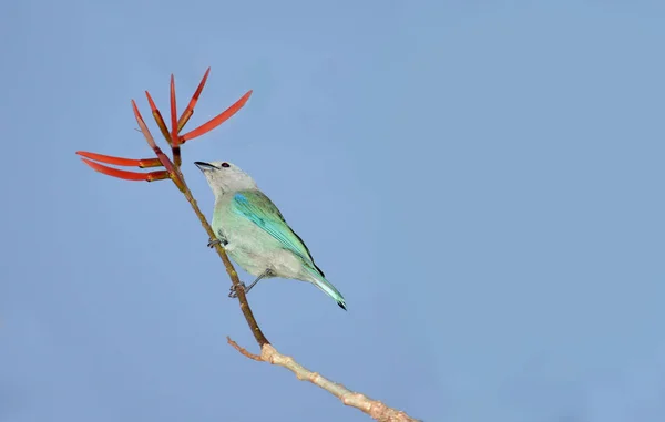 Blau Grauer Tanager Der Insekten Auf Einer Roten Wildbaumblume Mit — Stockfoto