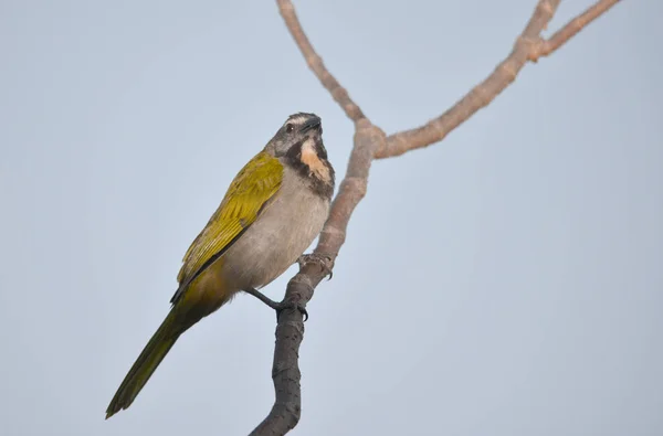 Buff Throated Saltator Perched Tree Branch — Stock Photo, Image