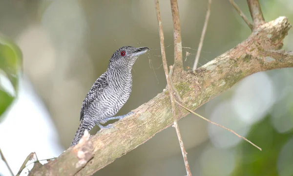 美しい彼のくちばしで巣材として Fasciated Antshrike — ストック写真