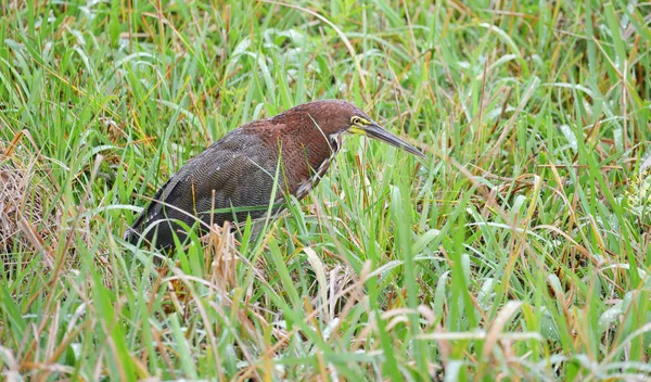 Linda Rufescent Tiger Heron Procura Comida Sob Chuva — Fotografia de Stock