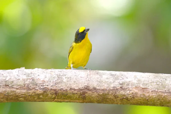 Young Yellow Crowned Euphonia Male Tree Branch — Stock Photo, Image