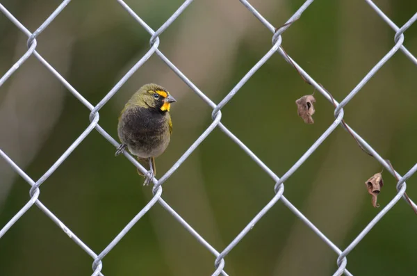 Yellow Faced Grassquit Perched Chain Link Wire Fence — Stock Photo, Image