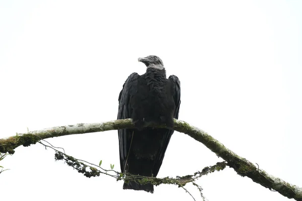 Buitre Negro Posado Sobre Una Rama Árbol Con Fondo Blanco — Foto de Stock