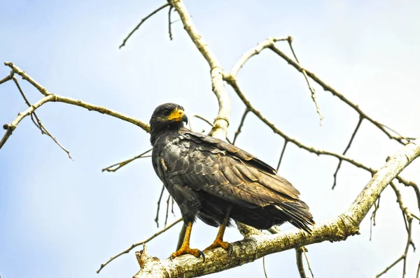 Beautiful Common Black hawk perched on a tree branch