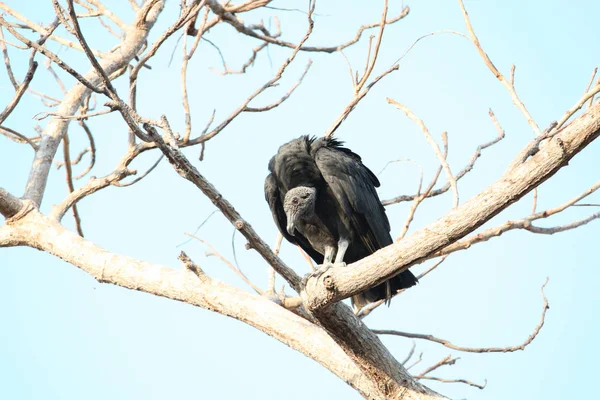 黑秃鹫栖息在树枝上 带有怪异的姿势 — 图库照片