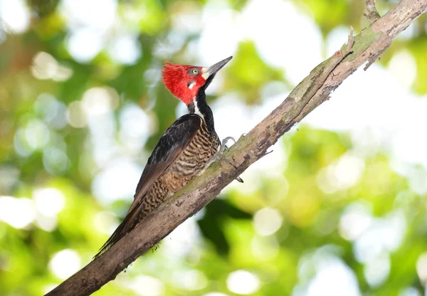 Fenséges Crimson Kontyos Harkály Keresnek Rovarok Rain Forest Panama — Stock Fotó