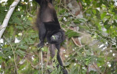 Panama yağmur ormanlarında yiyecek almak için erkek uluyan bir ağaca tutunan maymun bırakır