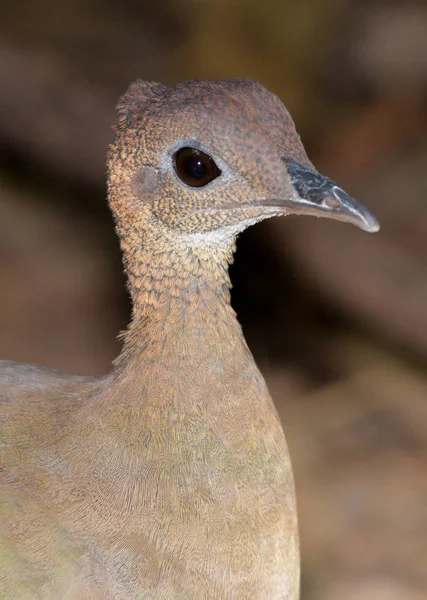 从巴拿马雨林中关闭一只伟大的 Tinamou 野鸟的镜头 — 图库照片