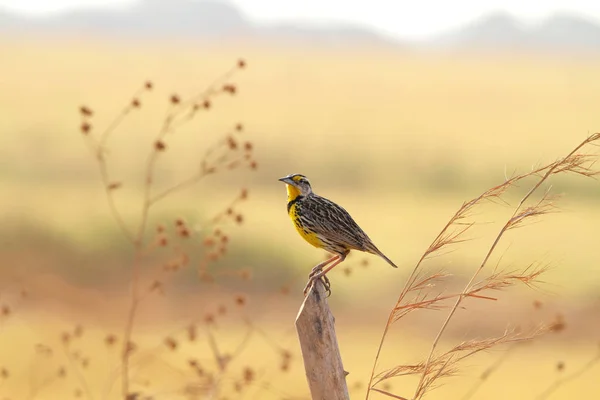 Beautiful Lonely Eastern Meadowlark Male Perched Fence Post Pasture Field — Stock Photo, Image