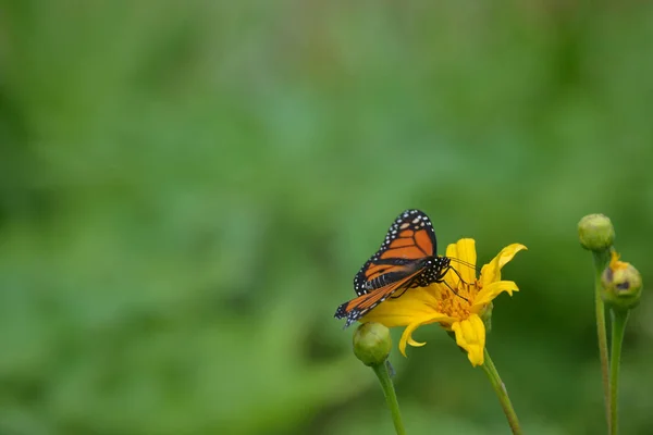 Schöner Monarchfalter Der Sich Von Einer Gelben Blume Ernährt — Stockfoto