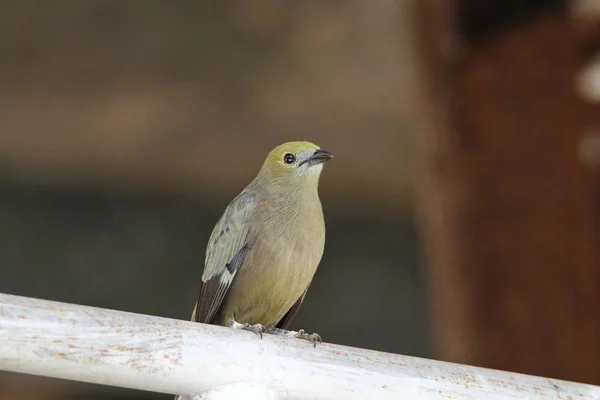 Красиві Tanager Palm Підносячись Залізним Прутом — стокове фото