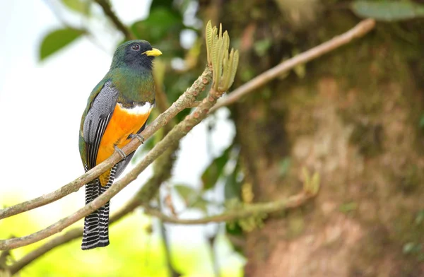 Hermoso Macho Trogón Vientre Anaranjado Posado Una Rama Árbol Selva — Foto de Stock