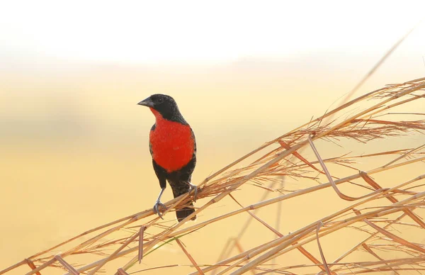 Beautiful Red Breasted Black Bird Male Perched Tall Grass Grasslands — Stock Photo, Image