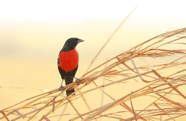 Beau Mâle Black Bird Poitrine Rouge Perché Sur Herbe Haute — Photo