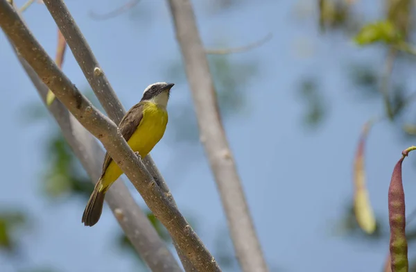 Flycatcher Rusty Marginado Empoleirado Galho Árvore — Fotografia de Stock