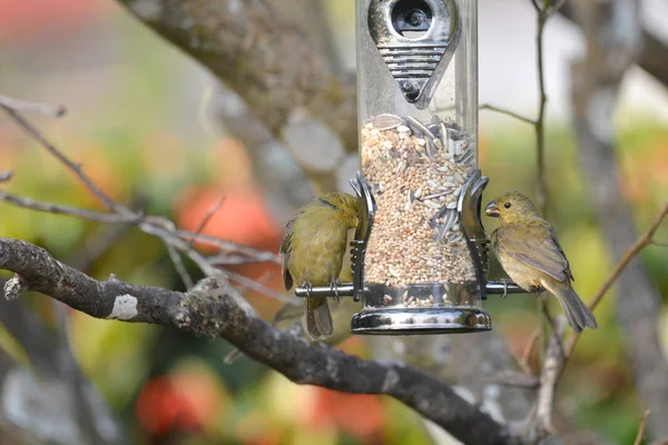 Seedeater Birds Eating Backyard Feeder Tree — Stock Photo, Image