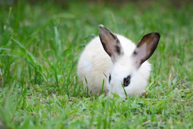 Yeşil çimenlerin üzerinde beyaz bir tavşan, yakın çekim