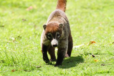 Genç Coati towrds kamera Panama ormanlarda yürüyüş