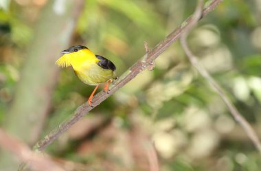 Onun canlı renkli tüyleri gösterilen bir ağaç dalı üzerinde tünemiş güzel altın yakalı Manakin erkek