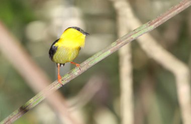 Onun canlı renkli tüyleri gösterilen bir ağaç dalı üzerinde tünemiş güzel altın yakalı Manakin erkek