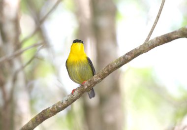 Onun canlı renkli tüyleri gösterilen bir ağaç dalı üzerinde tünemiş güzel altın yakalı Manakin erkek