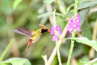 Kızıl ibikli Coquette (Lophornis delattrei) erkek onların tatlı nektar getting Porter ot çiçekler üzerinde uçan