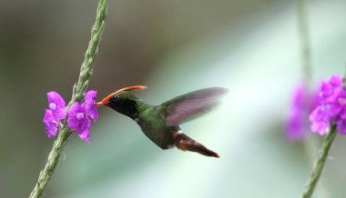 Kızıl ibikli Coquette (Lophornis delattrei) erkek onların tatlı nektar getting Porter ot çiçekler üzerinde uçan