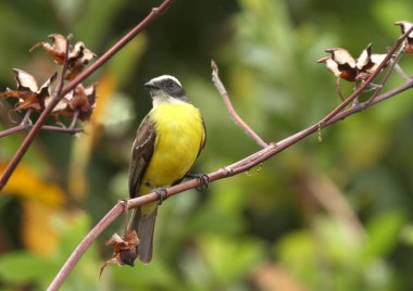 Bir ağaç dalı üzerinde tünemiş sosyal sinekkapan kuş