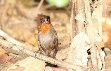 Güzel şarkı boru hattı Road, Panama yağmur ormanlarında bir dal üzerinde tünemiş çit kuşu