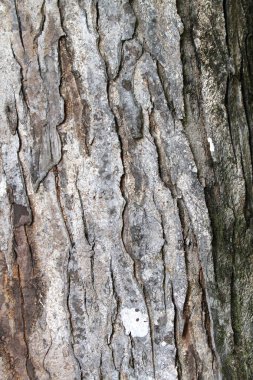 Maun ağaç kabuğu atış kapatmak