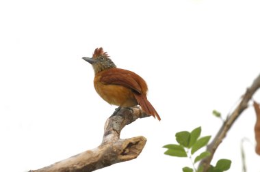 Antshrike kadın beyaz bir arka plan ile bir ağaç dalı tünemiş çubuklu