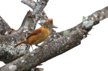 Böcekler için arayan yaşlı bir ölü ağaç üzerinde çubuklu Antshrike dişi