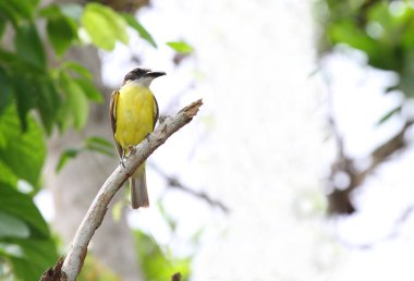 Bir ağaç dalı ile arka plan bulanık büyük Kiskadee sinekkapan tünemiş