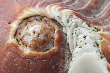 Bir deniz kabuğu makro çekim