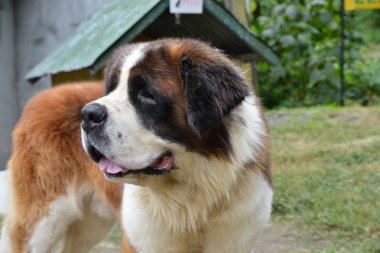 Bir eski Saint Bernard köpeği yakın çekim