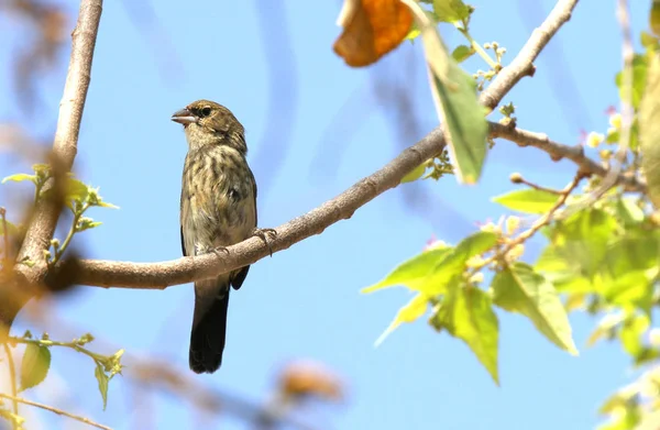 Lue Black Grassquit Volatinia Jacarina Female Perched Tree Branch Grasslands — Stock Photo, Image