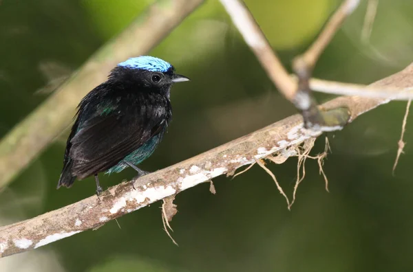 Malá Blue Crowned Manakin Muž Sedí Větvi Stromu — Stock fotografie