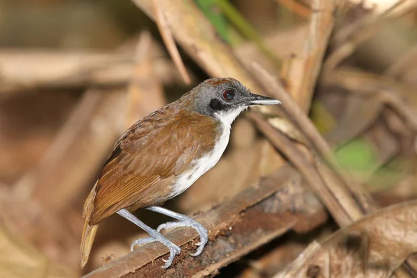 Bicolored Antbird Gymnopithys 在巴拿马管道路雨林内 — 图库照片