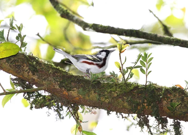 Chestnut Sided Warbler Looking Insects Tree Branch — Stock Photo, Image