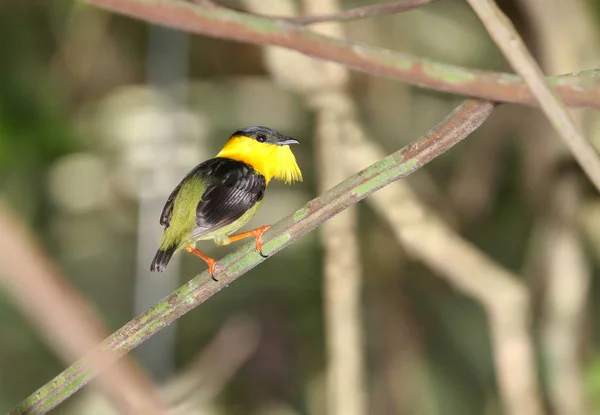 Manakin 남자의 활기찬 화려한 깃털을 보여주는 가지에 — 스톡 사진