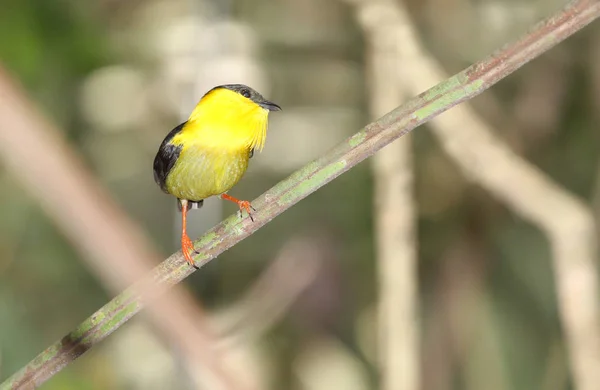 Bonito Macho Manakin Colarinho Dourado Empoleirado Galho Árvore Mostrando Sua — Fotografia de Stock