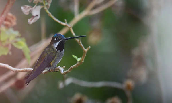 Starthroat Heliomaster Humingbird 栖息在树枝上 — 图库照片