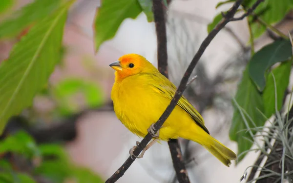 Belo Macho Finch Amarelo Frente Laranja Empoleirado Galho Árvore Início — Fotografia de Stock