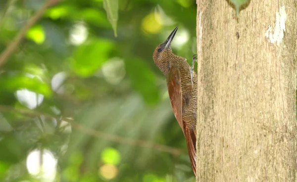 Northern Barred Woodcreeper Dendrocolaptes Sanctithomae Going Tree Trunk Looking Insects — Stock Photo, Image