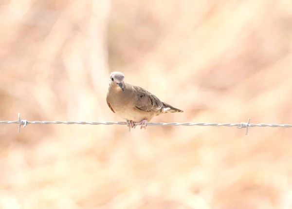 平野ブレスト地面鳩 Columbina Minuta 腰掛け鉄線線 — ストック写真