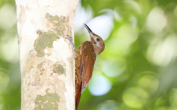 Plain Brown Woodcreeper Going Tree Trunk — Stock Photo, Image