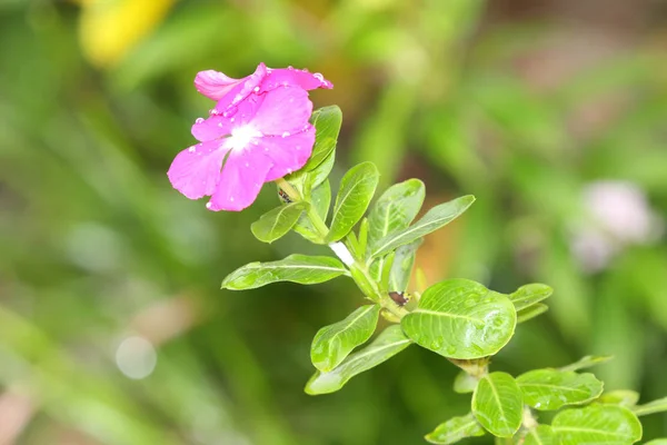 Close Periwinkle Vinca Flower Lush Green Background — Stock Photo, Image